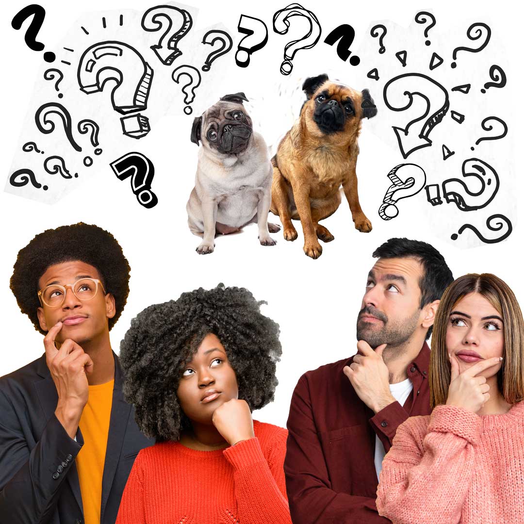 confused dog owners